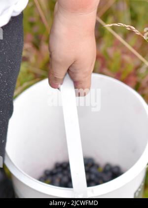 Bambino prescolare che porta un secchio di mirtilli appena raccolti Foto Stock