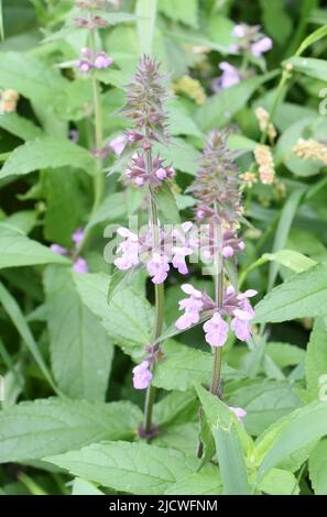 Marsh Woundwort Stachys palustris closeup su fiori rosa Foto Stock