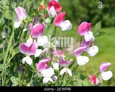 Pisello dolce Lathyrus odoratus fiori in diversi colori rosa Foto Stock