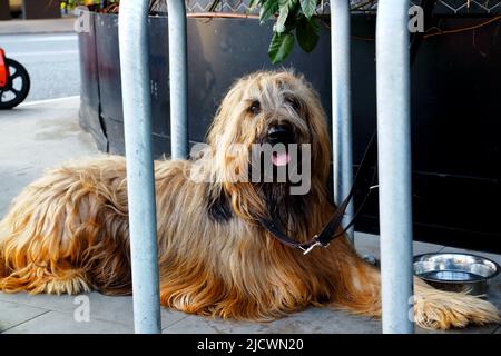 Molto peloso cane pastore di Briard Foto Stock