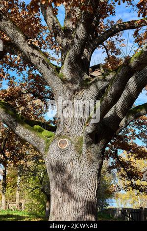 Primo piano di rami di quercia. Alta qualità Foto Stock