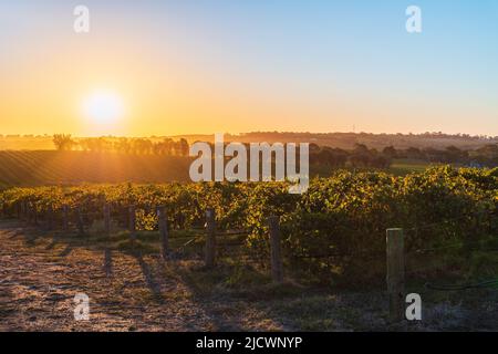 Vigneti in McLaren vale al tramonto, Australia Meridionale. Foto Stock