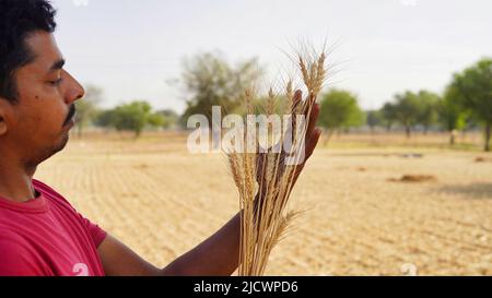 Orecchie d'oro di grano in mano di un contadino su un campo estivo. Agricoltura, cereali e concetto di raccolto. La crisi globale del grano, del grano e del cibo Foto Stock