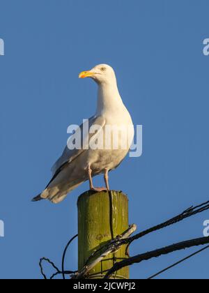 Un gabbiano aringa europeo, (Larus argentatus), arroccato sulla cima di un palo e raffigurato contro un cielo blu Foto Stock