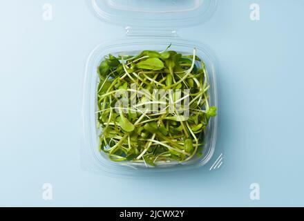 Girasole spara e germogli in una scatola di plastica su uno sfondo isolato vuoto. Insalata verde Microgreen per mangiare. Cibi crudi sani, dieta, concetto vegano. Foto di alta qualità Foto Stock