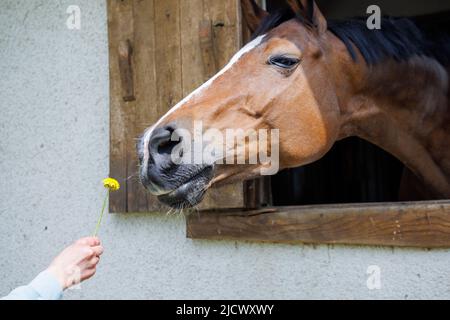 Sconosciuto bambino preoccupantesi nutre fiandelione di campo giallo fiorente all'amato cavallo di purosangue marrone, che ha bloccato la testa fuori dalla finestra nella sua stalla in cavernous Foto Stock