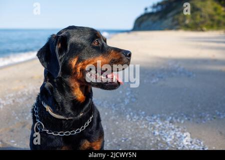 Un bel cane grande orgoglioso della razza Rottweiler si siede su una spiaggia sabbiosa sullo sfondo di un mare tempestoso, e guarda in lontananza Foto Stock