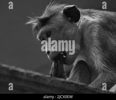 Scimmia rhesus in bianco nero seduta su un ramo e nibbling sulla sua coda. Foto animale di un mammifero Foto Stock