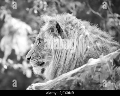 Leone in bianco e nero con bella criniera adagiata su una roccia. Predatore rilassato. Foto animale del grande gatto. Foto Stock