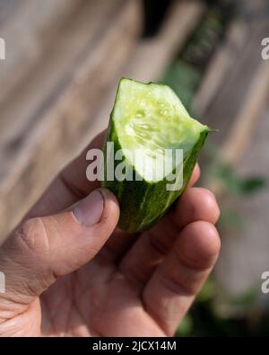 la persona tiene in mano il cetriolo morso maturo, mangiando verdure fresche di stagione in fattoria Foto Stock