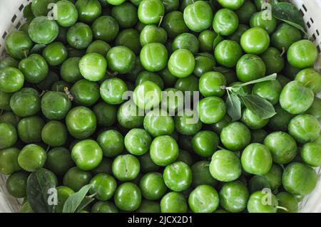 Vista dall'alto delle prugne verdi fresche raccolte con gusto asino in un cestino di plastica bianca. Varietà conosciuta come 'Coe's Golden Drop'. Messa a fuoco selettiva. Foto Stock