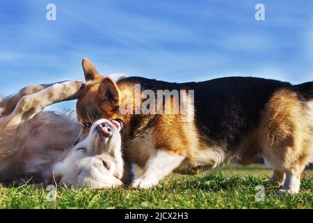 Welsh Corgi Pembroke e Golden Retriever giocando in giardino su erba verde Wyn cielo blu. Dods divertirsi Foto Stock