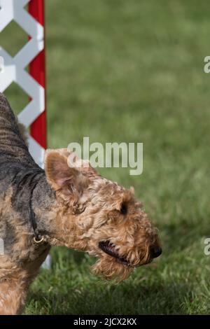 Airedale Terrier gareggia in una competizione di agilità ad una mostra di cani a NY Foto Stock