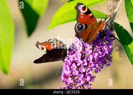 Peacock farfalla, due farfalle primo piano alimentazione sul lilla estiva Buddhleia farfalla sul fiore, aglais io farfalla Inachis io ali occhi Foto Stock