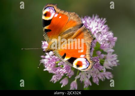 Butterfly, Inachis io, ON, Flower, Aglais io, Farfalla di pavone, alimentazione, Nectar, farfalla on, erba cipollina Foto Stock