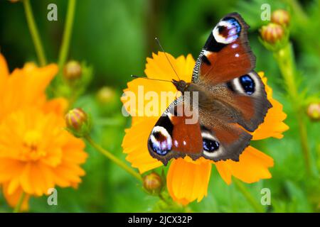 Farfalla Peacock, Aglais io, Inachis io, farfalla on, fiore, Fiore di COSMOS sulfureo 'arancione cosmico', farfalla Foto Stock