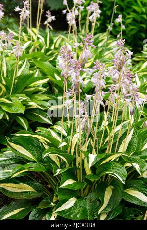 Giglio di Plantain, fioritura, Hostas, Giardino, Hosta, Fiori, foglie variegate, bordo, bordo Foto Stock