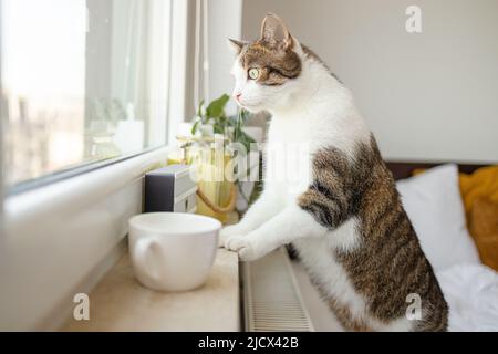 Gatto bianco grigio tabby appoggiato contro la finestra di vetro della casa mentre si guarda all'esterno con la coda in su. Foto Stock