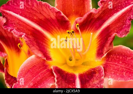 Hemerocallis Rose Festival, fiore di giorno Foto Stock