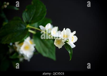 Ramo di fiori di gelsomino bianco fragrante in fiore isolato su sfondo nero Foto Stock