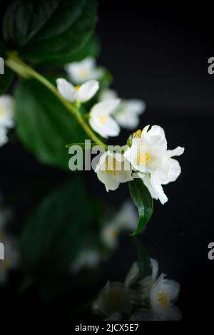 Ramo di fiori di gelsomino bianco fragrante in fiore isolato su sfondo nero Foto Stock