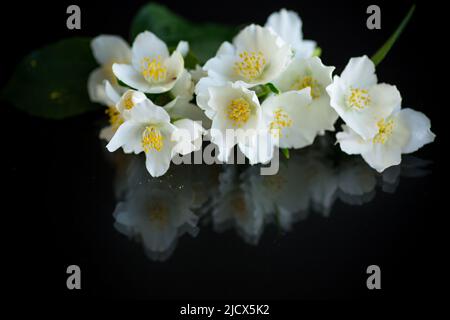 Ramo di fiori di gelsomino bianco fragrante in fiore isolato su sfondo nero Foto Stock