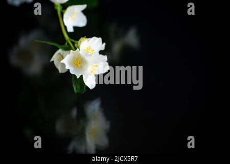 Ramo di fiori di gelsomino bianco fragrante in fiore isolato su sfondo nero Foto Stock