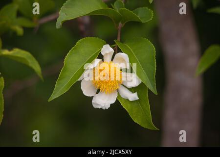 Un unico fiore dell'albero Baobab (Adansonia digitata). Foto Stock