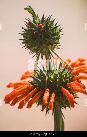 Fiori arancioni brillanti dell’orecchio del Leone (Leonotis nepetifolia) Foto Stock