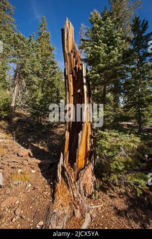 Dopo l'incendio forestale 2380 Foto Stock