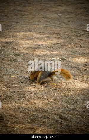 Scoiattolo seppellire il cibo nel terreno nella natura Foto Stock