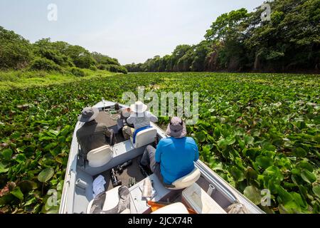 Barca in direzione di una fitta zona fogliare sul Rio Cuiaba, Mato Grosso, Pantanal, Brasile, Sud America Foto Stock