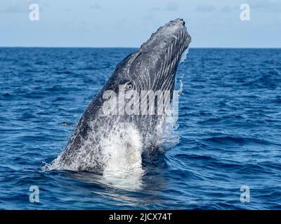 Humpback balena (Megaptera novaeangliae), neonato vitello breaching sulle Banche d'Argento, Repubblica Dominicana, grandi Antille, Caraibi, America Centrale Foto Stock