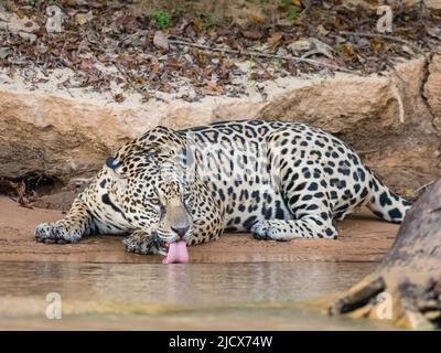 Donna adulta jaguar (Panthera onca), sulla riva del fiume Rio Tres Irmao, Mato Grosso, Pantanal, Brasile, Sud America Foto Stock