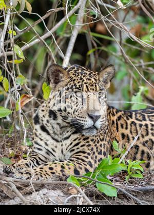 Adulto jaguar (Panthera onca), sulla riva del fiume Rio Tres Irmao, Mato Grosso, Pantanal, Brasile, Sud America Foto Stock