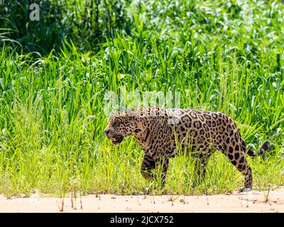 Adulto jaguar (Panthera onca), sulla riva del fiume Rio Tres Irmao, Mato Grosso, Pantanal, Brasile, Sud America Foto Stock