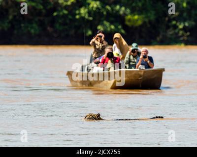 giaguaro adulto (Panthera onca), con turisti sulla riva del fiume Rio Cuiaba, Mato Grosso, Pantanal, Brasile, Sud America Foto Stock
