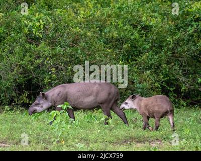 Tapir sudamericano (Tapirus terrestris), madre e vitello a Pouso Allegre, Mato Grosso, Pantanal, Brasile, Sud America Foto Stock