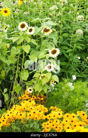 Girasoli bianchi piante alte nel giardino, fiori estivi, giallo Rudbeckia Goldilocks Foto Stock