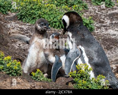 Pinguino Magellanico adulto (Spheniscus magellanicus), accostato da pulcini affamati a New Island, Falklands, Sud America Foto Stock