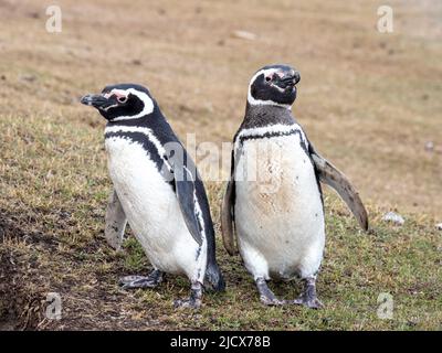 Un paio di pinguini magellanici adulti (Spheniscus magellanicus), vicino alla loro sepoltura a Saunders Island, Falklands, Sud America Foto Stock