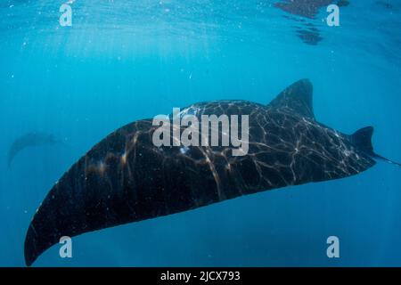 Manta ray (Mobula alfredi), nuoto sulla barriera corallina di Ningaloo, Australia Occidentale, Australia, Pacifico Foto Stock