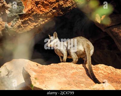 Wallaby di roccia nero adulto (Petogale lateralis), nel Parco Nazionale di gamma del Capo, Australia Occidentale, Australia, Pacifico Foto Stock