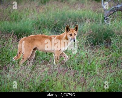 Dingo maschile adulto (Canis lupus dingo), nella macchia nel Cape Range National Park, Australia Occidentale, Australia, Pacifico Foto Stock
