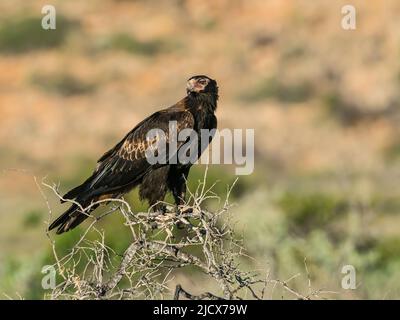 Aquila a coda di cuneo adulto (Aquila audax), sul persico nel Cape Range National Park, Australia Occidentale, Australia, Pacifico Foto Stock