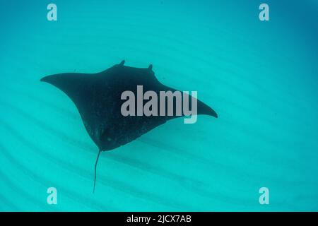 Manta ray (Mobula alfredi), subacquea a Coral Bay, Australia Occidentale, Australia, Pacifico Foto Stock