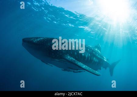Squalo balena adulto (Rhincodon typus), sott'acqua su Ningaloo Reef, Australia Occidentale, Australia, Pacifico Foto Stock