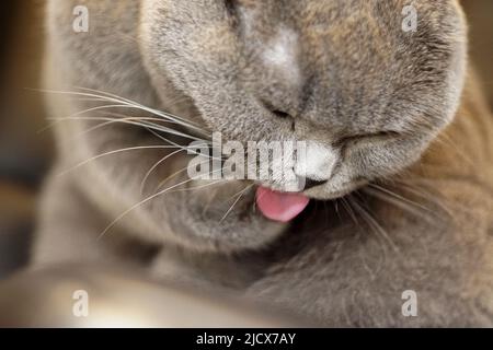 Cute scottish fold Cat pulendo la sua pelliccia con lingua vista ravvicinata con profondità di campo poco profonda Foto Stock