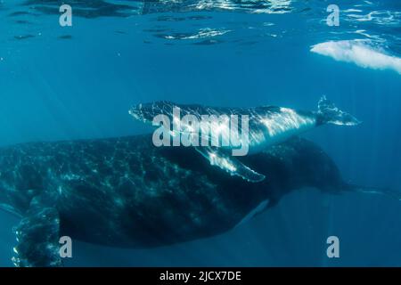 Megattere (Megaptera novaeangliae), madre e vitello sott'acqua, Ningaloo Reef, Australia occidentale, Australia, Pacifico Foto Stock