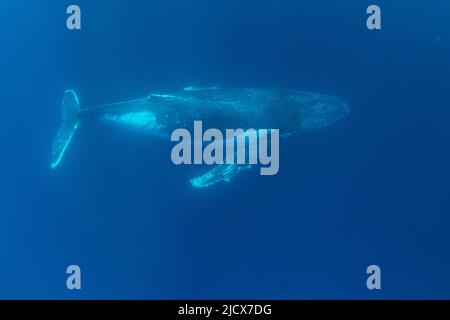 Whale humpback (Megaptera novaeangliae), nuoto subacqueo sulla barriera corallina di Ningaloo, Australia Occidentale, Australia, Pacifico Foto Stock